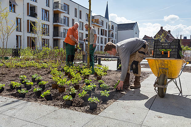 plantjes op plein