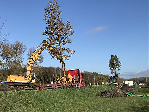 bomen planten