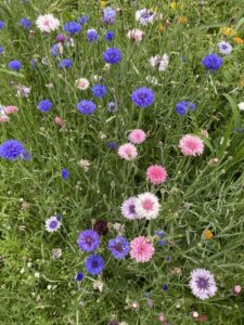 gras en bloemen