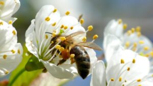 Bijenstichting gaat samenwerken met Stichting Steenbreek