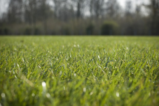 voetbalveld