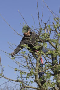 Verzorging van de boom in de lente