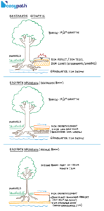 infographic over bomen