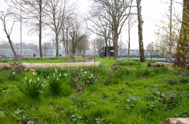 groen in het bos