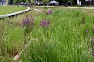 lavendel in een grasveld