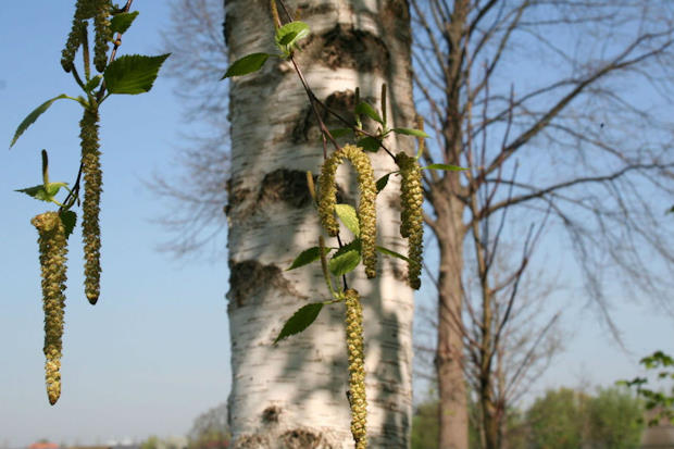 Berkenboom