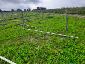 gras