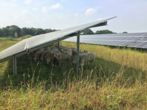 Zonneweide
