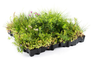 Sedum en wilde bloemen mix